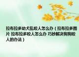拉布拉多幼犬亂咬人怎么辦（拉布拉多圖片 拉布拉多咬人怎么辦 巧妙解決狗狗咬人的辦法）