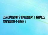 五花肉是哪個(gè)部位圖片（豬肉五花肉是哪個(gè)部位）