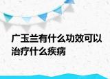 廣玉蘭有什么功效可以治療什么疾病