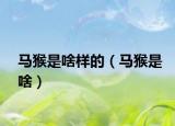 馬猴是啥樣的（馬猴是啥）