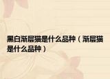 黑白漸層貓是什么品種（漸層貓是什么品種）