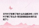 文竹葉子發(fā)黃了有什么辦法解決嗎（文竹葉子黃了怎么辦 常見的原因及處理方法如下）