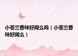 小蒼蘭香味好聞么嗎（小蒼蘭香味好聞么）