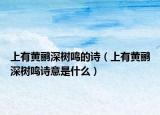 上有黃鸝深樹鳴的詩（上有黃鸝深樹鳴詩意是什么）