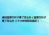 請(qǐng)問富貴竹葉子黃了怎么辦（富貴竹葉子黃了怎么辦 三個(gè)小妙招輕松搞定）