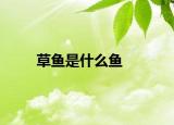 草魚是什么魚