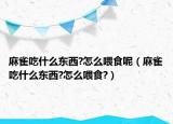 麻雀吃什么東西?怎么喂食呢（麻雀吃什么東西?怎么喂食?）