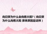 向日葵為什么會(huì)向著太陽?（向日葵為什么向著太陽 原來原因是這樣）