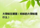 大顎蟻在哪里（螞蟻的大顎蟻是什么）