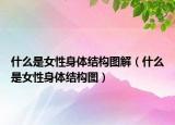 什么是女性身體結(jié)構(gòu)圖解（什么是女性身體結(jié)構(gòu)圖）