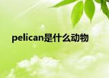 pelican是什么動物