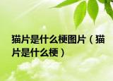 貓片是什么梗圖片（貓片是什么梗）