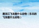 黑龍江飛龍是什么動(dòng)物（東北的飛龍是什么動(dòng)物）