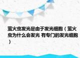 螢火蟲發(fā)光是由于發(fā)光細(xì)胞（螢火蟲為什么會(huì)發(fā)光 有專門的發(fā)光細(xì)胞）