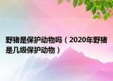 野豬是保護(hù)動物嗎（2020年野豬是幾級保護(hù)動物）