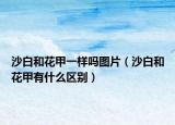 沙白和花甲一樣嗎圖片（沙白和花甲有什么區(qū)別）