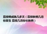 荔枝梢成熟幾多天（荔枝秋梢?guī)自路莅l(fā)生 荔枝幾月份長秋梢）