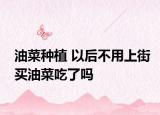 油菜種植 以后不用上街買油菜吃了嗎