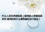 什么人適合養(yǎng)銅錢草（屬雞的人養(yǎng)銅錢草好嗎 屬雞的養(yǎng)什么植物最旺自己財運）