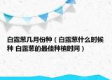 白露蔥幾月份種（白露蔥什么時(shí)候種 白露蔥的最佳種植時(shí)間）