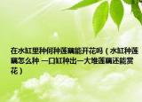 在水缸里種何種蓮藕能開花嗎（水缸種蓮藕怎么種 一口缸種出一大堆蓮藕還能賞花）