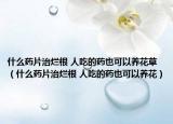 什么藥片治爛根 人吃的藥也可以養(yǎng)花草（什么藥片治爛根 人吃的藥也可以養(yǎng)花）