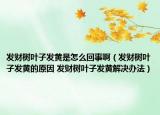 發(fā)財(cái)樹葉子發(fā)黃是怎么回事?。òl(fā)財(cái)樹葉子發(fā)黃的原因 發(fā)財(cái)樹葉子發(fā)黃解決辦法）