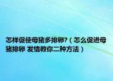 怎樣促使母豬多排卵?（怎么促進(jìn)母豬排卵 發(fā)情教你二種方法）