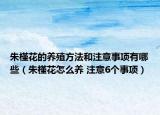 朱槿花的養(yǎng)殖方法和注意事項(xiàng)有哪些（朱槿花怎么養(yǎng) 注意6個(gè)事項(xiàng)）