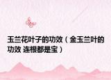 玉蘭花葉子的功效（金玉蘭葉的功效 連根都是寶）