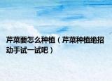 芹菜要怎么種植（芹菜種植絕招 動(dòng)手試一試吧）