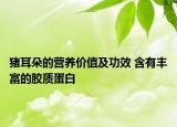 豬耳朵的營養(yǎng)價(jià)值及功效 含有豐富的膠質(zhì)蛋白