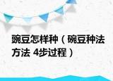 豌豆怎樣種（碗豆種法方法 4步過(guò)程）