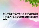 多年生黑麥牧草種植方法（冬牧黑麥草怎樣種植 從3個方面告訴你怎樣種植冬牧黑麥草）