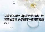 甘蔗要怎么種,甘蔗的種植技術(shù)（種甘蔗的方法 關(guān)于如何種植甘蔗的技巧）