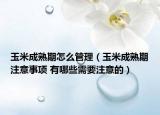 玉米成熟期怎么管理（玉米成熟期注意事項(xiàng) 有哪些需要注意的）