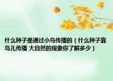 什么種子是通過小鳥傳播的（什么種子靠鳥兒傳播 大自然的現(xiàn)象你了解多少）