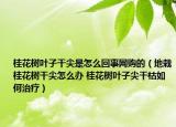 桂花樹葉子干尖是怎么回事網(wǎng)購(gòu)的（地栽桂花樹干尖怎么辦 桂花樹葉子尖干枯如何治療）