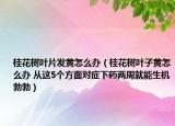 桂花樹葉片發(fā)黃怎么辦（桂花樹葉子黃怎么辦 從這5個方面對癥下藥兩周就能生機勃勃）
