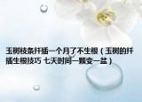 玉樹枝條扦插一個月了不生根（玉樹的扦插生根技巧 七天時間一顆變一盆）