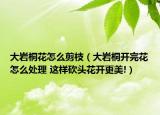 大巖桐花怎么剪枝（大巖桐開(kāi)完花怎么處理 這樣砍頭花開(kāi)更美!）