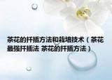 茶花的扦插方法和栽培技術(shù)（茶花最強(qiáng)扦插法 茶花的扦插方法）