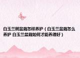 白玉蘭樹盆栽怎樣養(yǎng)護（白玉蘭盆栽怎么養(yǎng)護 白玉蘭盆栽如何才能養(yǎng)得好）