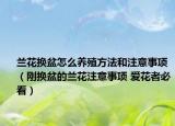 蘭花換盆怎么養(yǎng)殖方法和注意事項（剛換盆的蘭花注意事項 愛花者必看）