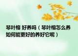 琴葉榕 好養(yǎng)嗎（琴葉榕怎么養(yǎng) 如何能更好的養(yǎng)好它呢）