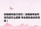吉娃娃咬自己尾巴（吉娃娃老是咬尾巴是怎么回事 專業(yè)獸醫(yī)告訴你答案）