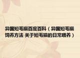 異國(guó)短毛貓百度百科（異國(guó)短毛貓飼養(yǎng)方法 關(guān)于短毛貓的日常喂養(yǎng)）