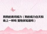 狗狗的夜間視力（狗的視力白天和晚上一樣嗎 寵物家知道嗎）