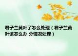 君子蘭黃葉了怎么處理（君子蘭黃葉該怎么辦 分情況處理）
