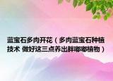藍(lán)寶石多肉開(kāi)花（多肉藍(lán)寶石種植技術(shù) 做好這三點(diǎn)養(yǎng)出胖嘟嘟植物）